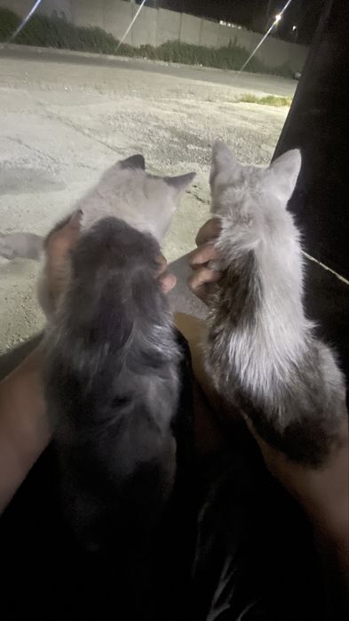 Продам котят сразу двоих