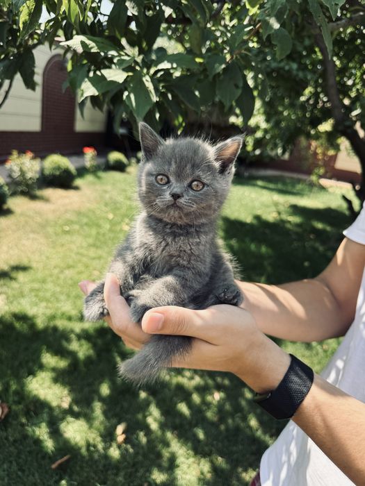 Scottish fold va strait