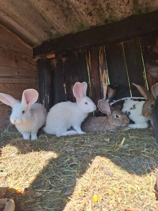 Iepurași disponibili