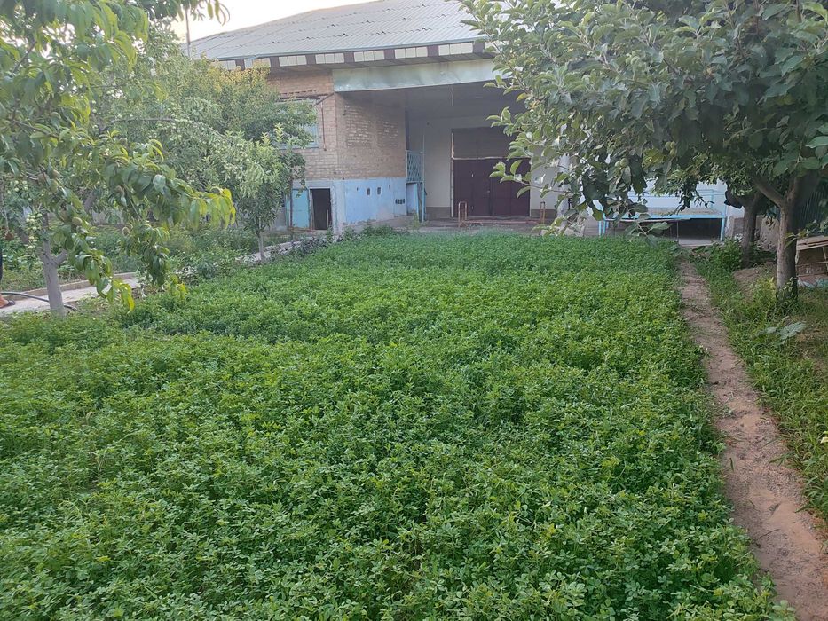 Dacha sotiladi 3 xonali