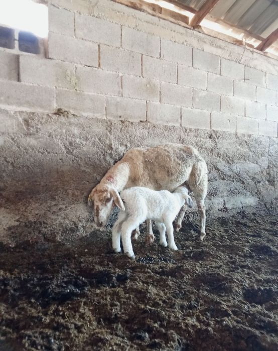 Қозылы қои сатылады