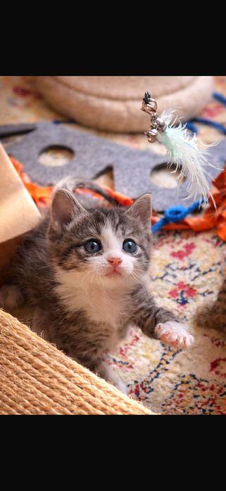 Супер красивые котята ищут дома)