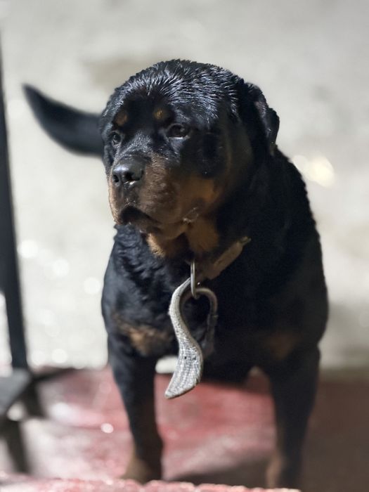 Ротвейлер вязка кобель