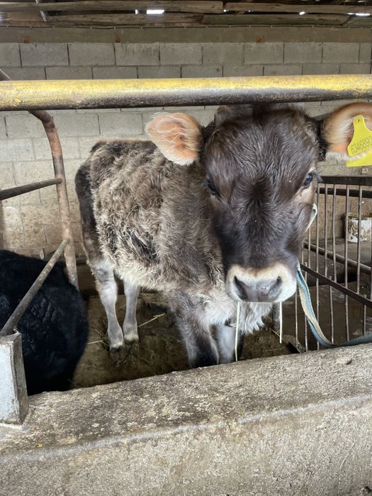 Бузау сатылады 5-айлык ургашы девочка