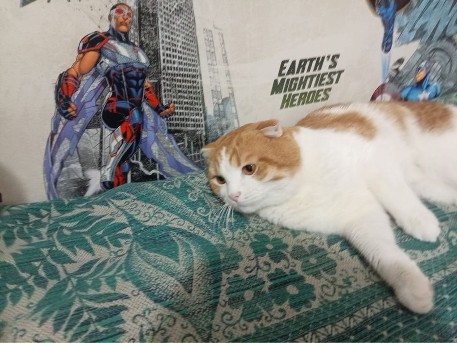 Отдам Котач хорошие руки