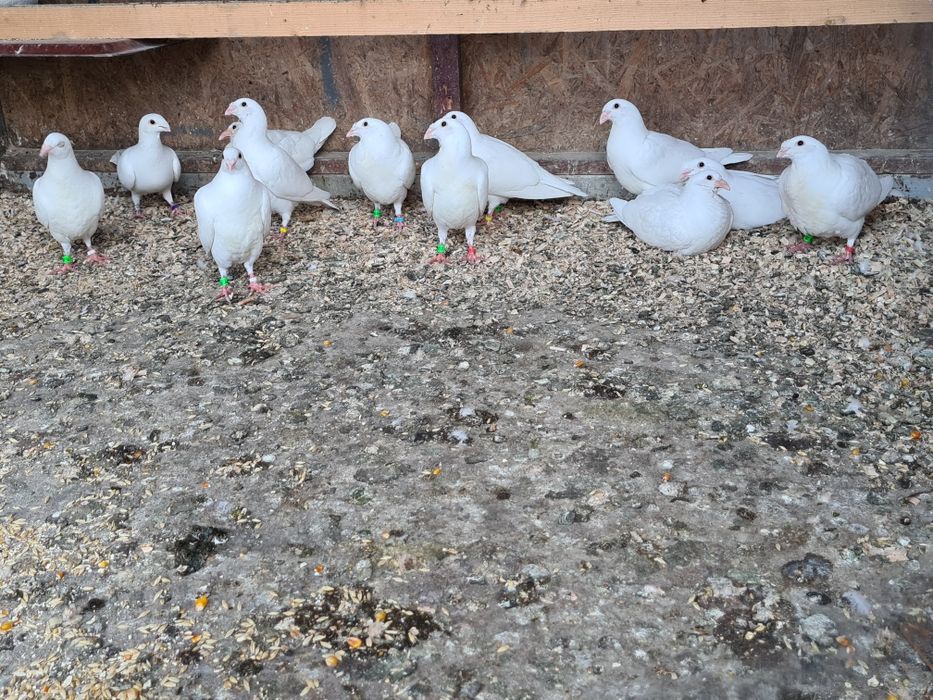 Pui voiajori albi 2026 și Maturi