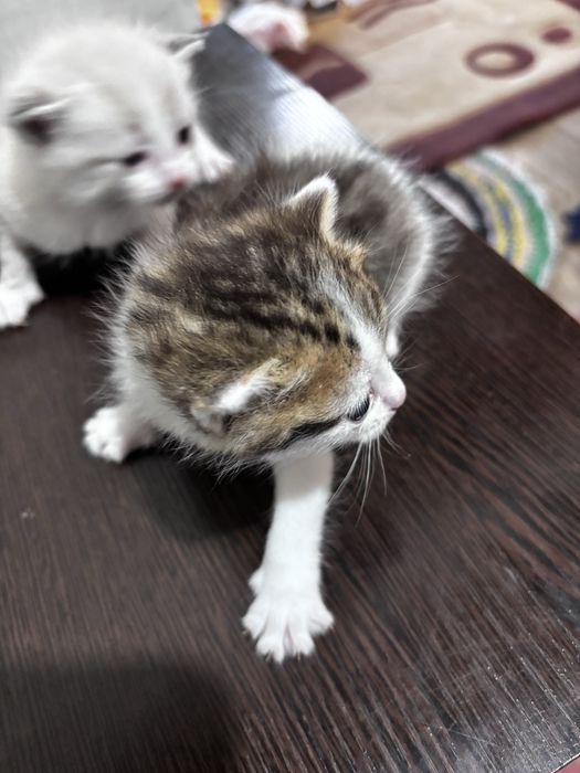 Продам котят месяц