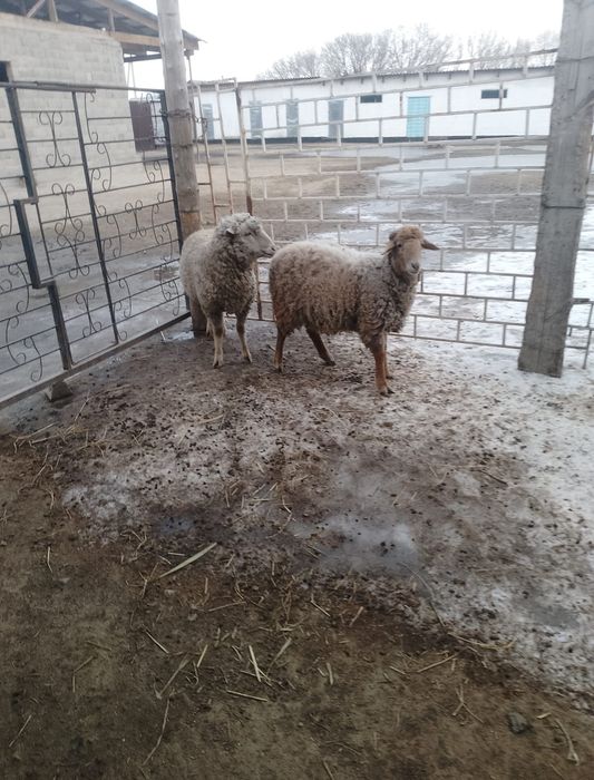 Продам  Кошкар Кошкар