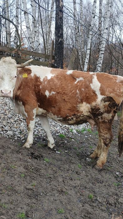 Vănd vacă bălțată romănească