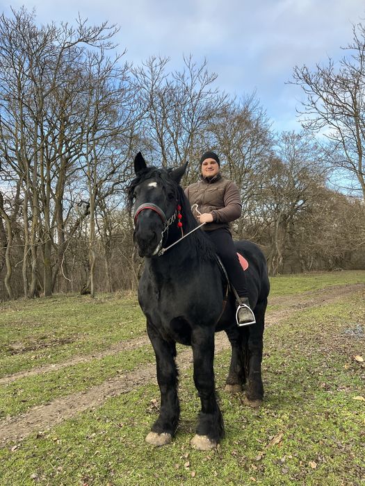 Armasar percheron pentru montă !