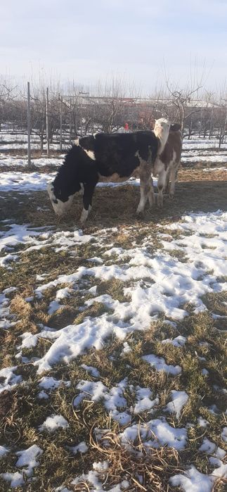 Balțată Românească 5200bucata