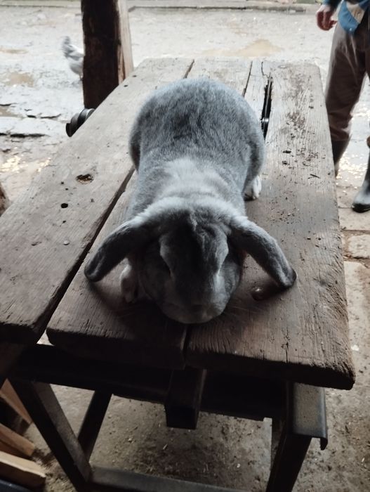 Mascul berbec german