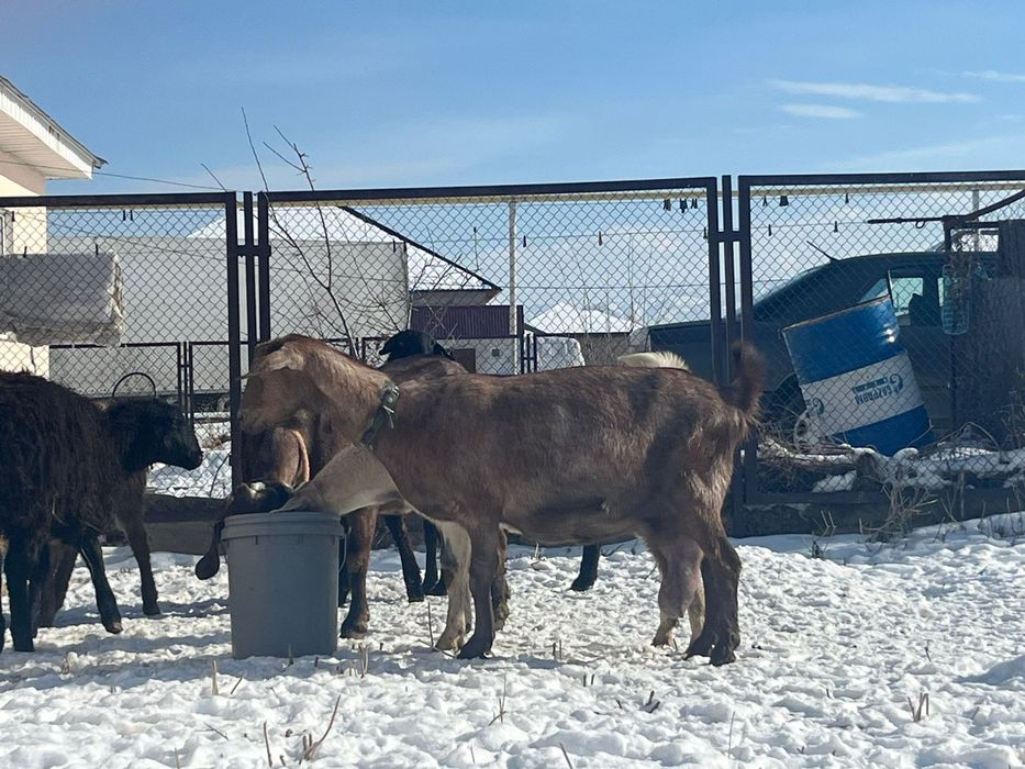 Буаз ешкылер сатылады 450 мын