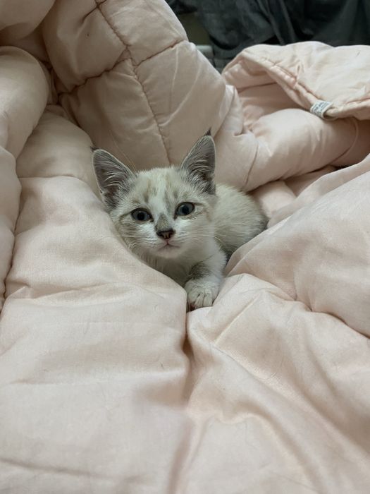 Котята мальчики ищут дом