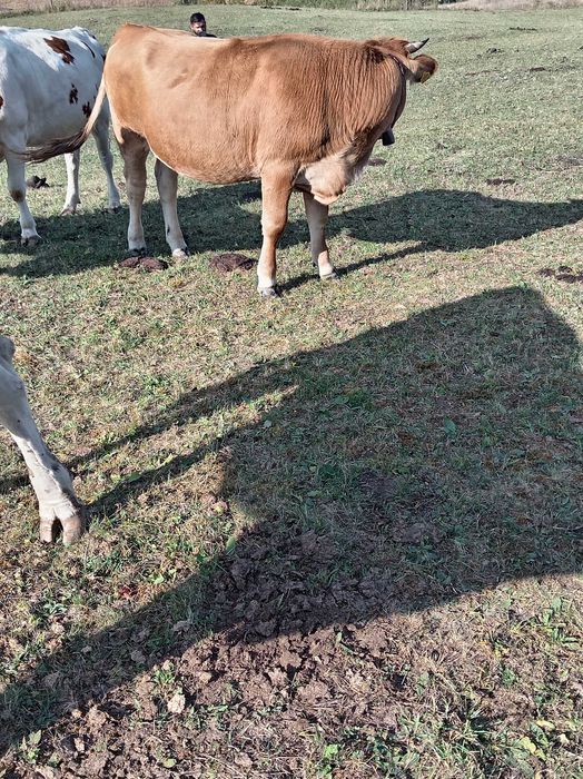 De vânzare lot de 5 bucati