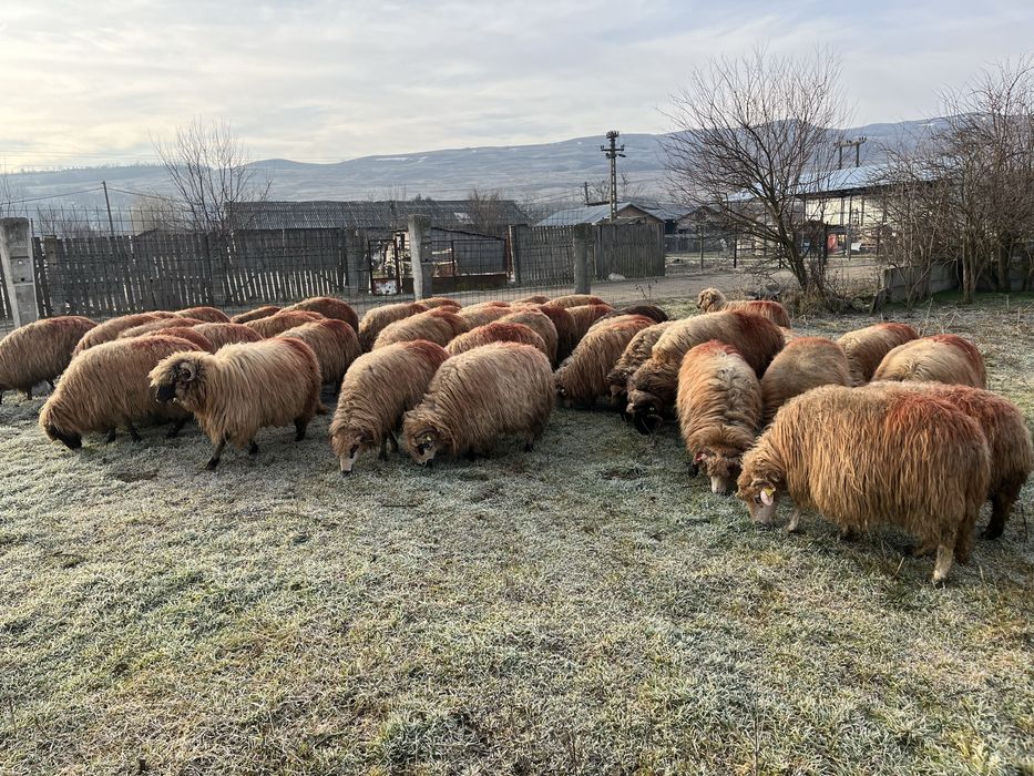 Vand oi tinere genstante