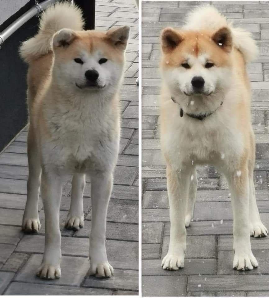 Pui Akita Inu cu pedigree tip A Dej • OLX.ro