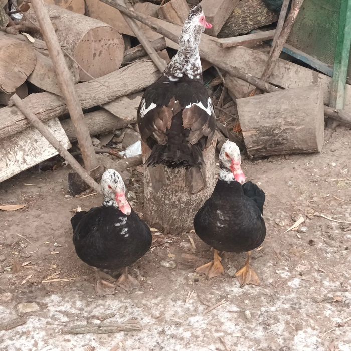 Familie 2+1 Rațe mute , leșești