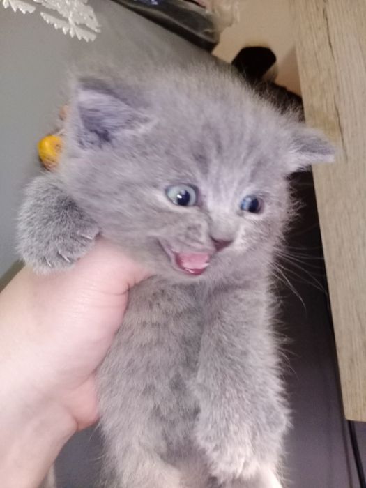 Срочно Скоттиш Фолд и Скоттиш Страйт чистокровные