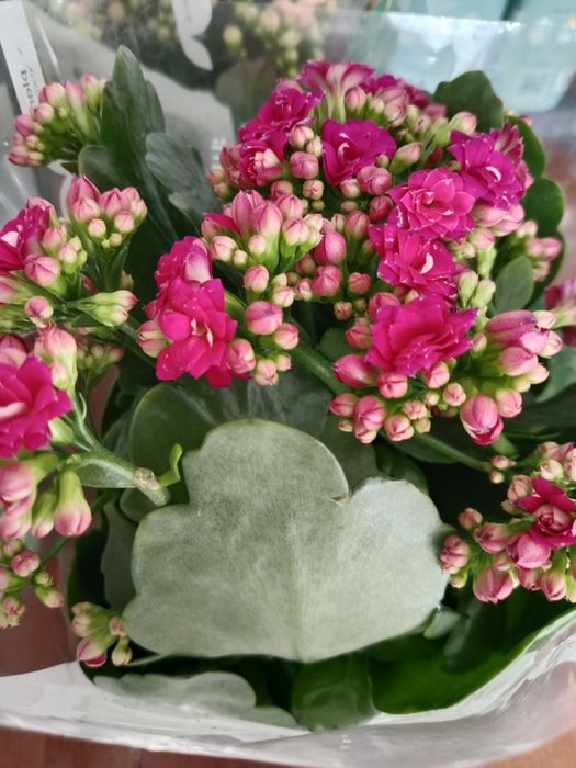 Комнатные цветы на подарок