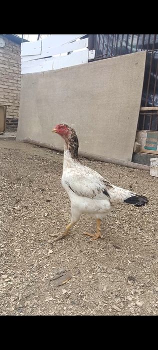 Дакан курица шпористая