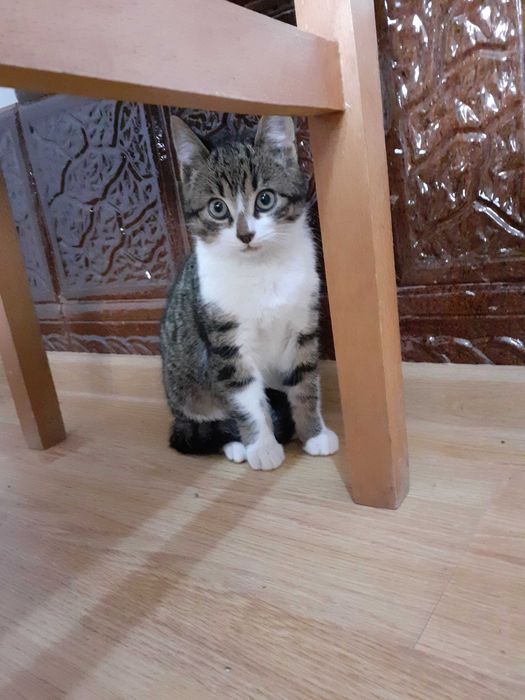 Adoptie donatie pisoi