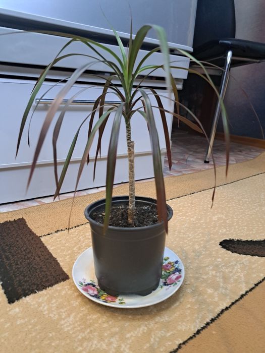 Драцена (комнатный цветок)