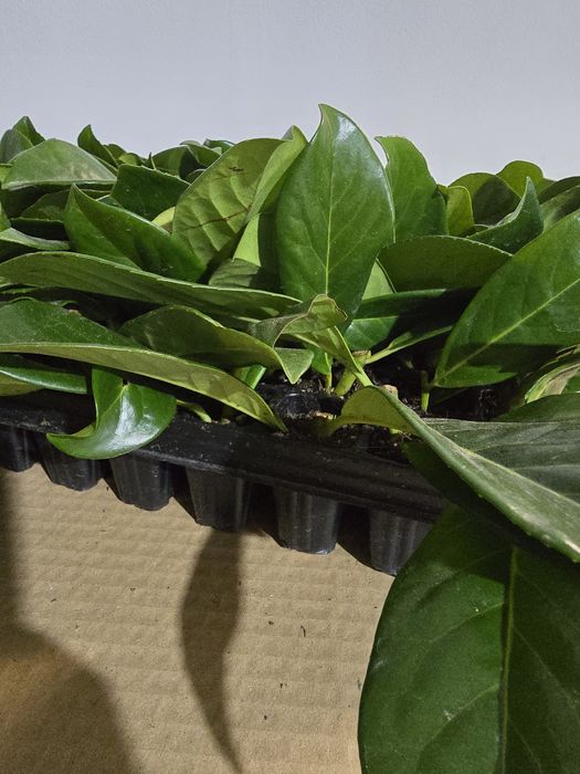 Laur Englezesc Novita 5-10cm , Alveolă