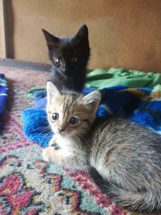 Отдам котят , крысоловы