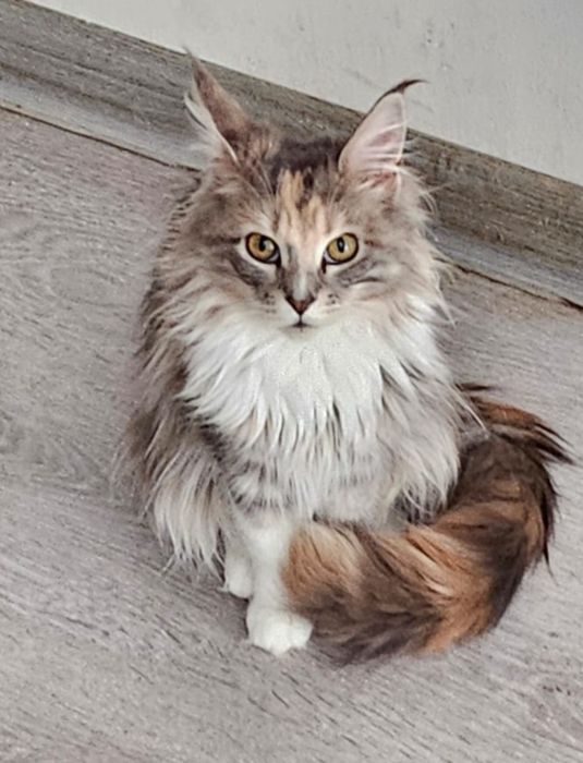 Мейнкуны полидакты и классика