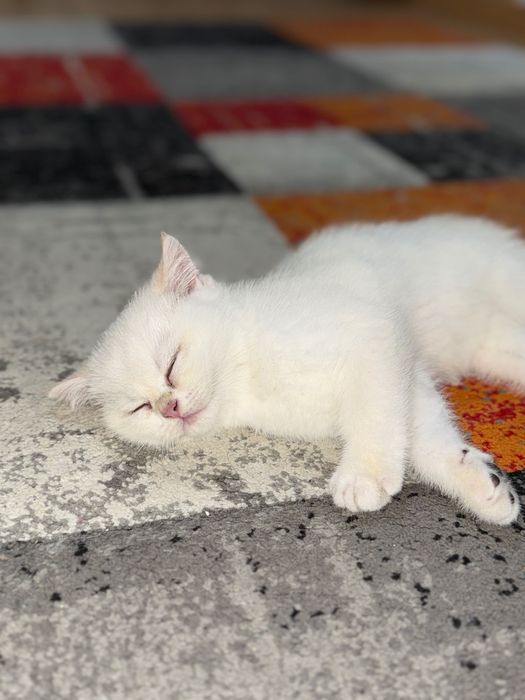 Породисти Котенца с родословие