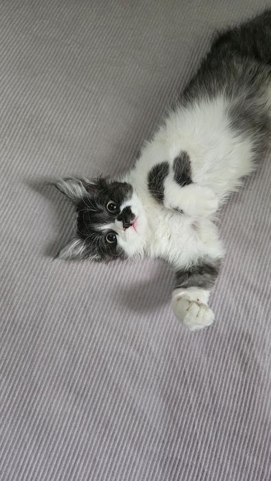 Котенок мальчик даром