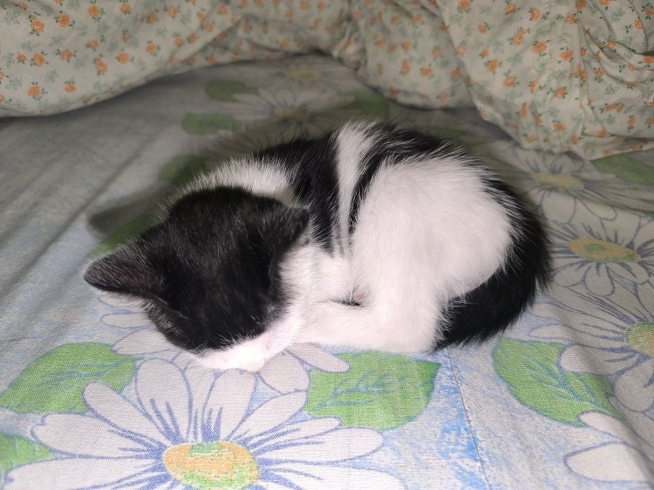 Котёнок в добрые руки