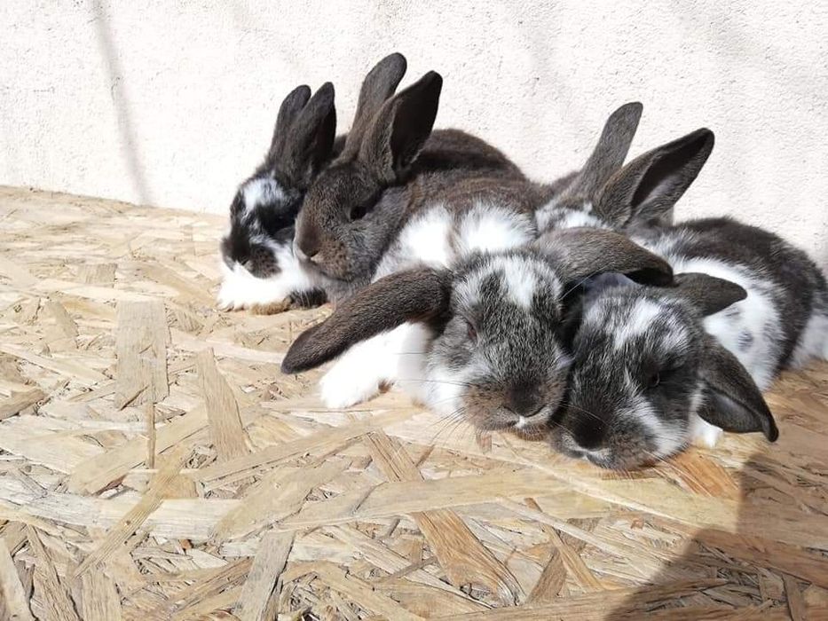 Vând iepuri diferite rase și vârste și preturi