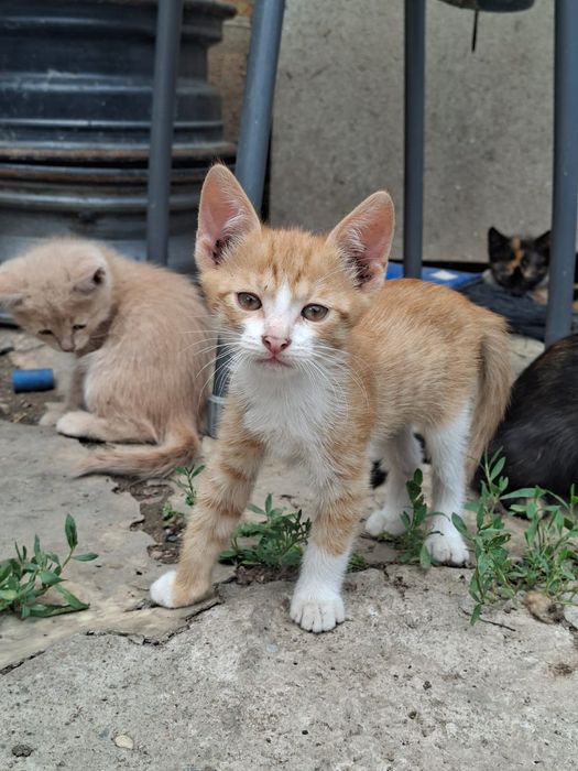 Отдам в добрые руки котят бесплатно