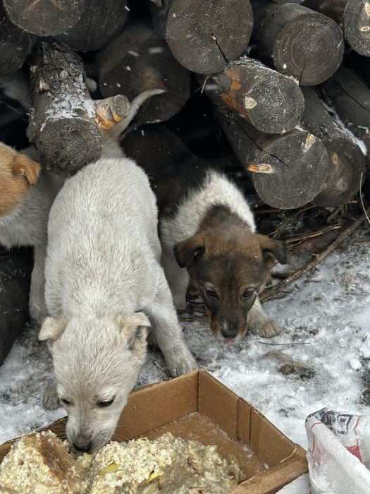 Отдам щенят в добрые руки