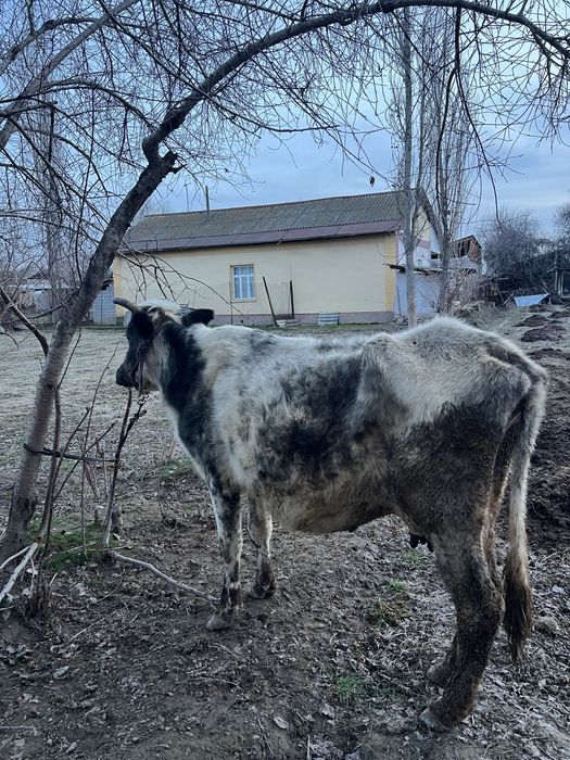 Ona bola sigir bolasi erkak