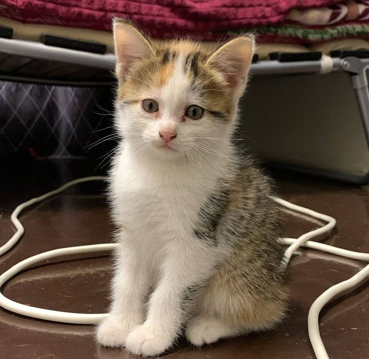 Отдам котят в добрые руки