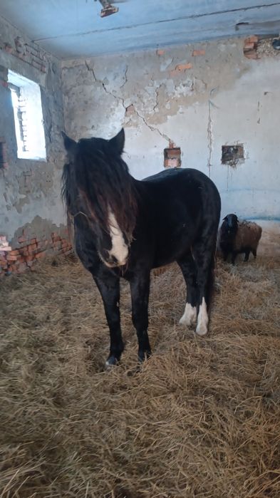 Племеной Жеребец Данчак