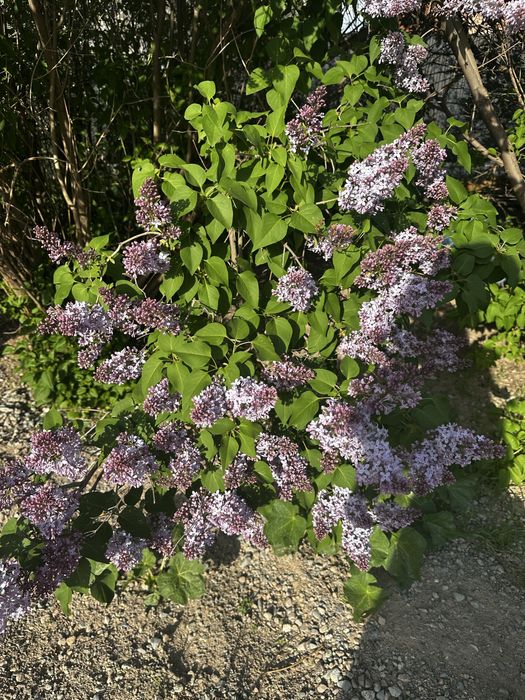 Сирень оптом Алматы