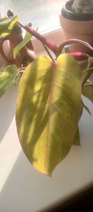 Продам комнатные цветы