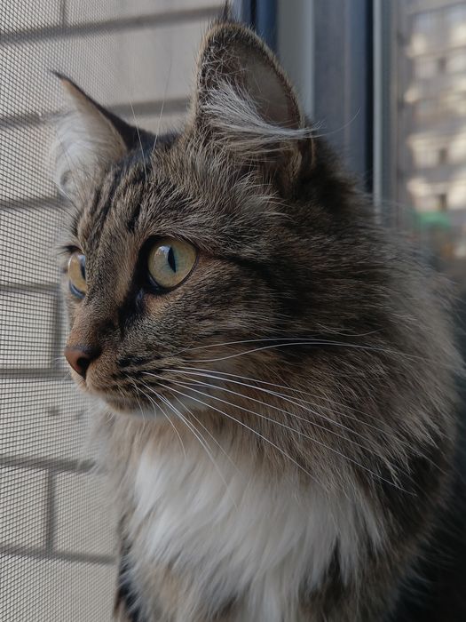 Вязка кошка Веста
