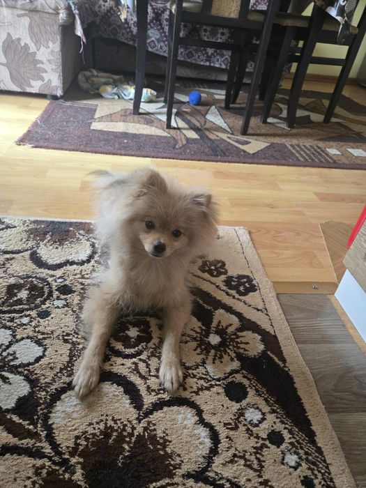 Продавам  мини шпиц