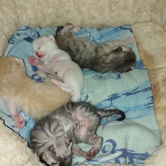 Отдам домашних котят в добрые руки (Бронь!)