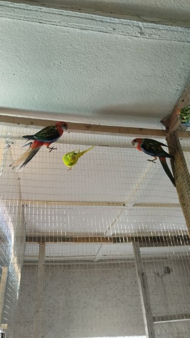 Красни разела сотилади