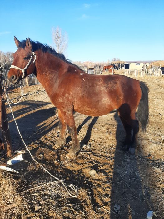 Айғыр 7 жасар сатылады