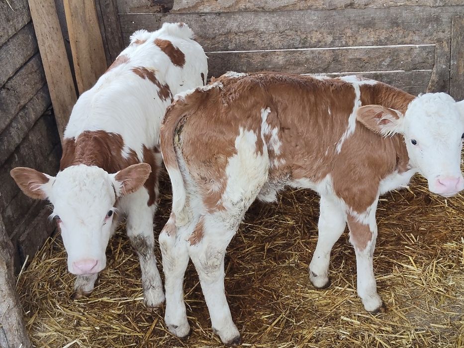 Două vitele bălțate