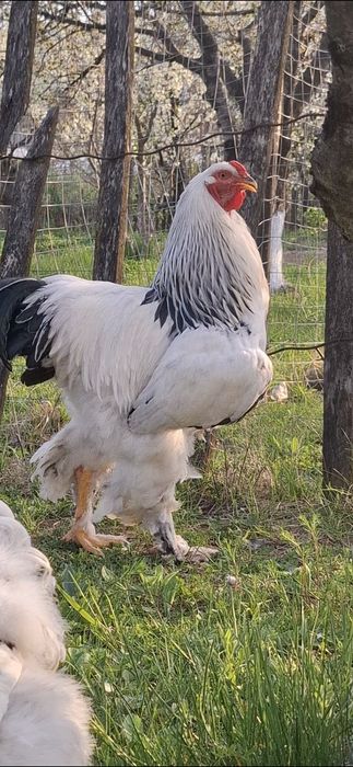 Ouă incubat brahma herminat deschis
