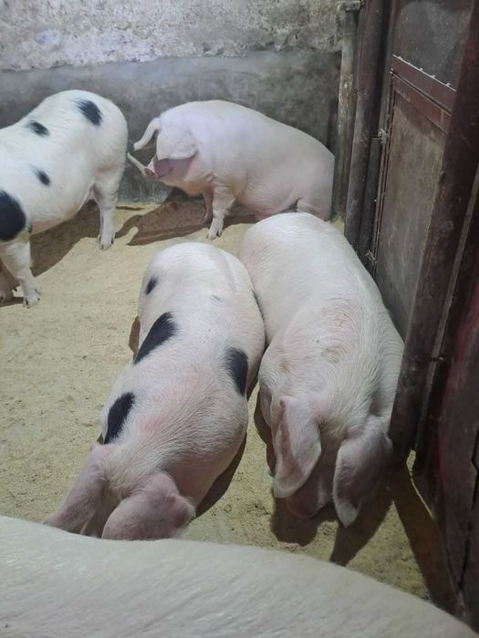 Продавам домашно гледани прасета
