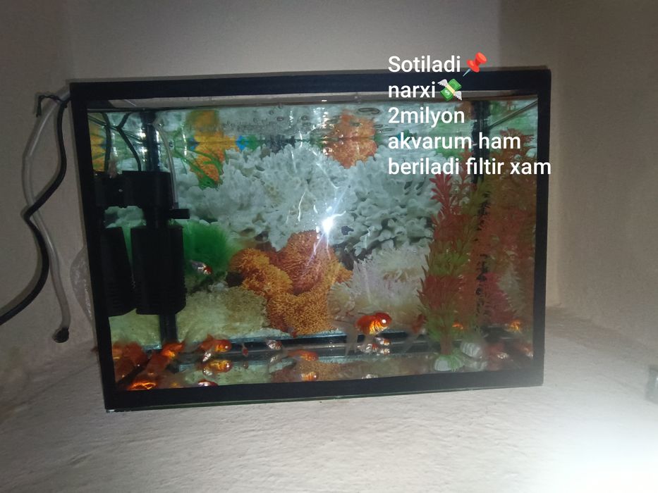Holati ideak narxi orzon holos